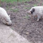 2kb - Uitstap naar de kinderboerderij 'De Campagne'