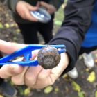 Met kabouter Wijsneus op zoek naar de herfst.