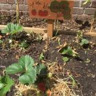 In de tuin - bloemen voor mama